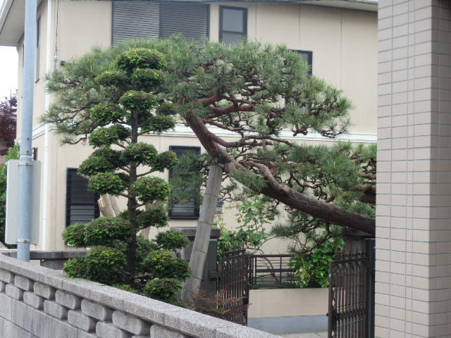 みどり摘み完了